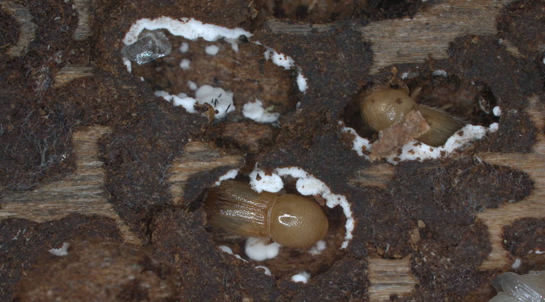 Bark beetles and fungi: A lethal chemical alliance