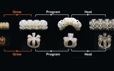 4D printing “living” structures inspired by immortal jellyfish
