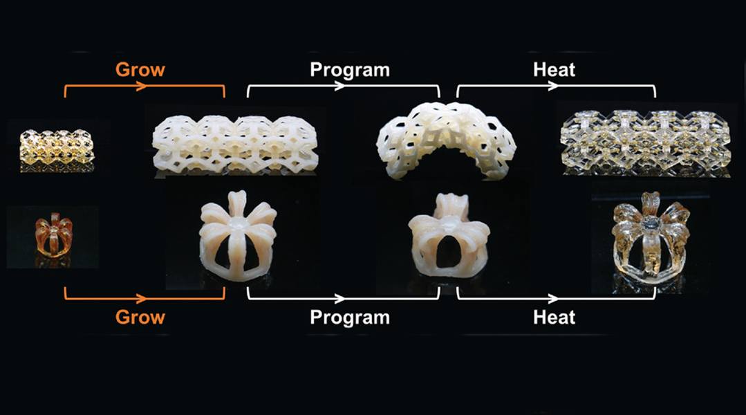 4D printed structured inspired by jellyfish life cycle.