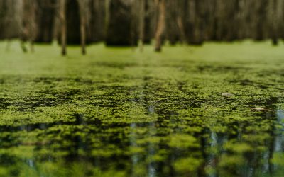 Blue-green algae bind rare earth elements