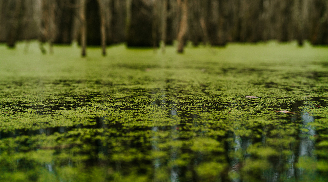Algae in a pond.