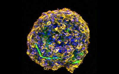 3D cell spheroid promotes spinal cord repair in mice