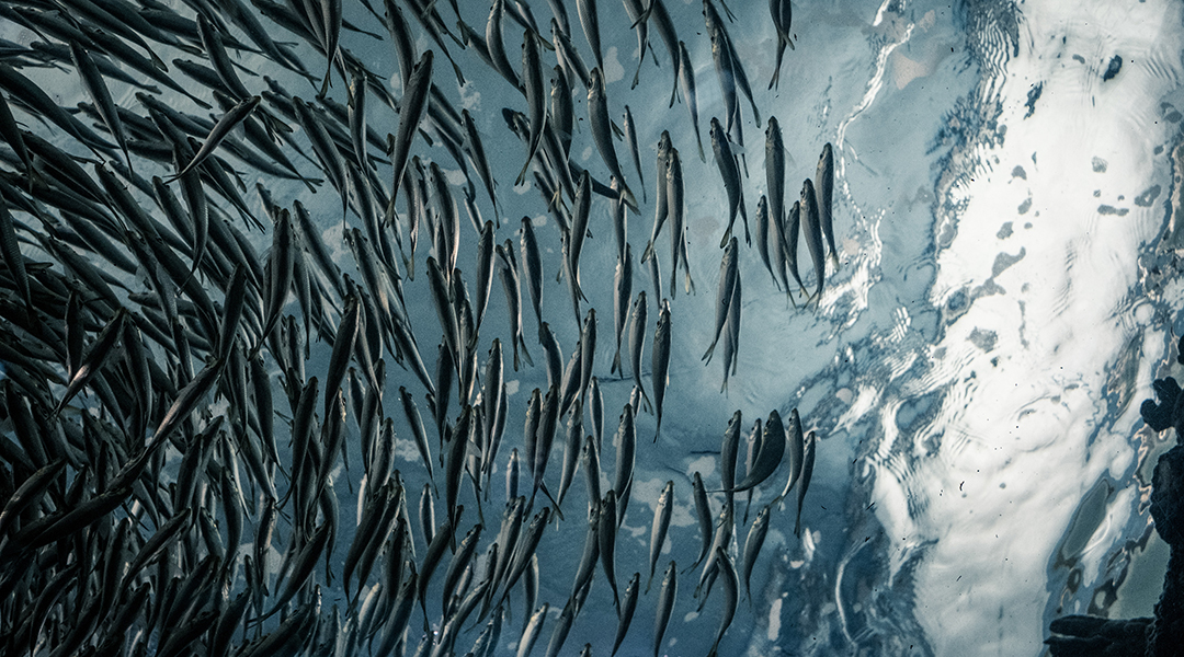 Fish assess misinformation to avoid overreaction