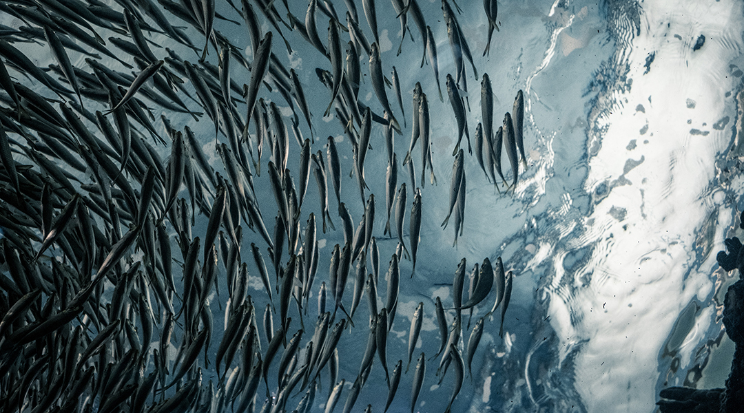 School of fish underwater