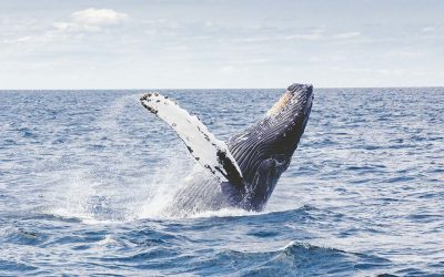 Whales are giving up singing to attract mates