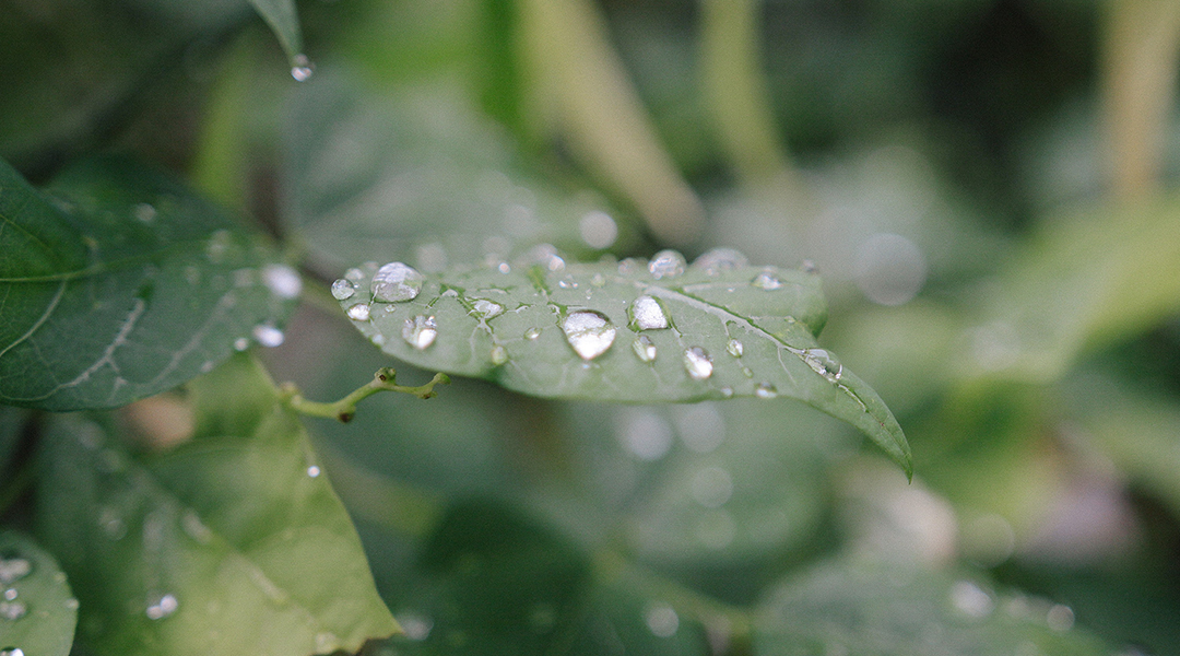Water droplets on a leaf surface.
