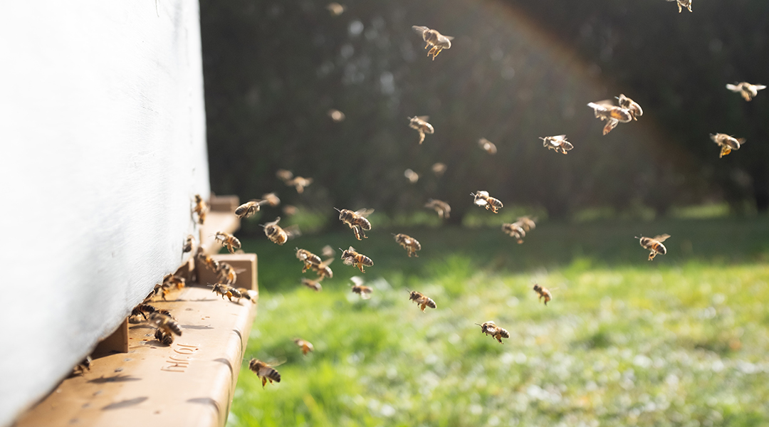 Bees coming and going from a hive,