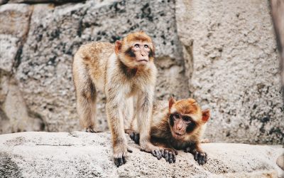 Macaques challenge the origin of tool invention