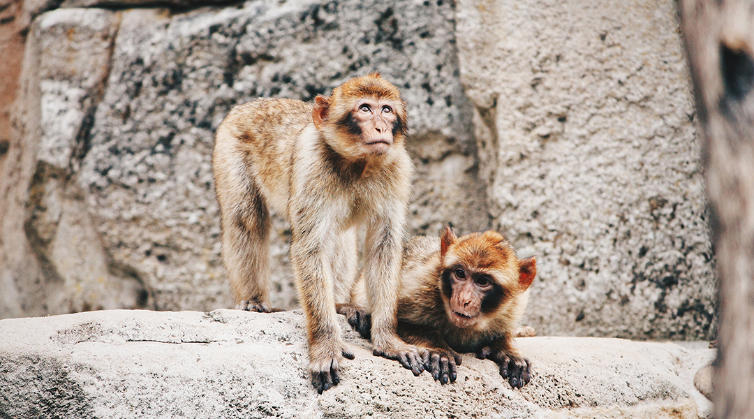 Two macaque monkeys