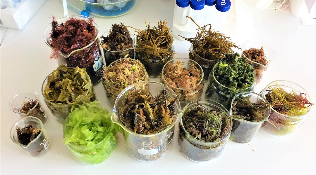 Super seaweed grown in the lab.