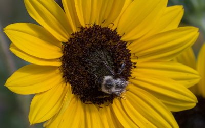 How sunflower pollen protects bees from pathogens