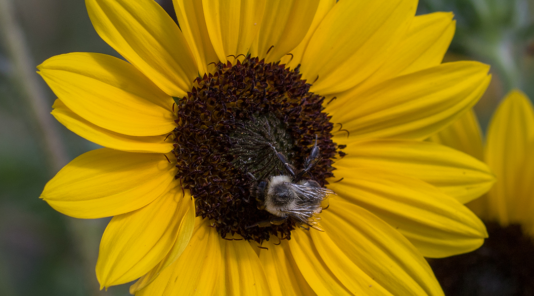 How sunflower pollen protects bees from pathogens
