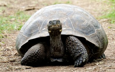 Galapagos tortoises are being threatened by a lack of males