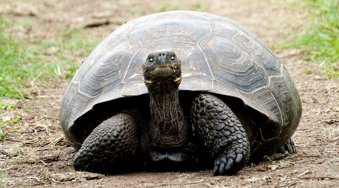 Galapagos tortoises are being threatened by a lack of males