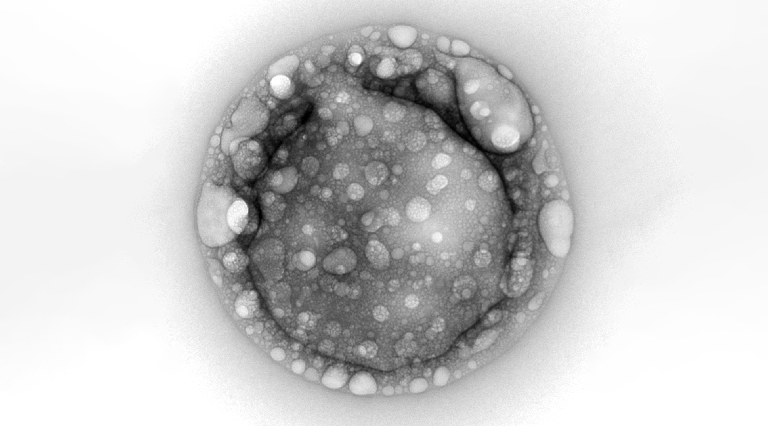An image of a polyester microdroplet.