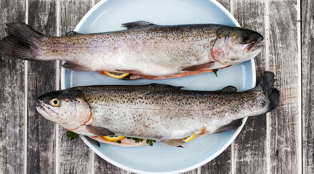 Two fish on a plate