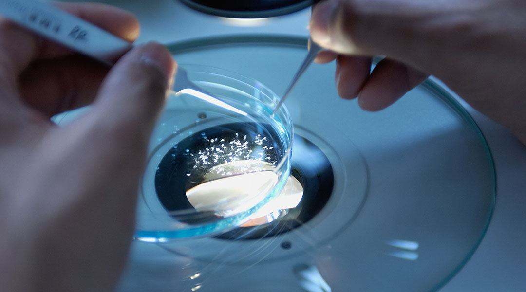 A scientists manipulating a bacterial plate