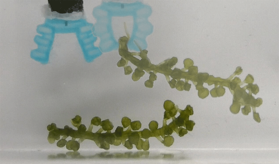 A soft robot made from seaweed.