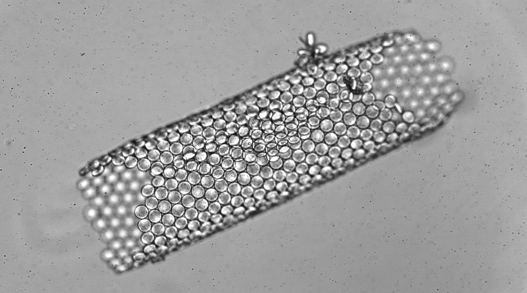 Microrobots crawl, slide, and connect to form larger 3D structures