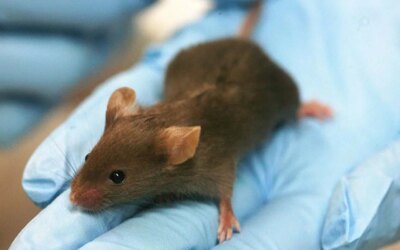 First animal model to show the effects of gender-affirming hormone therapy on fertility