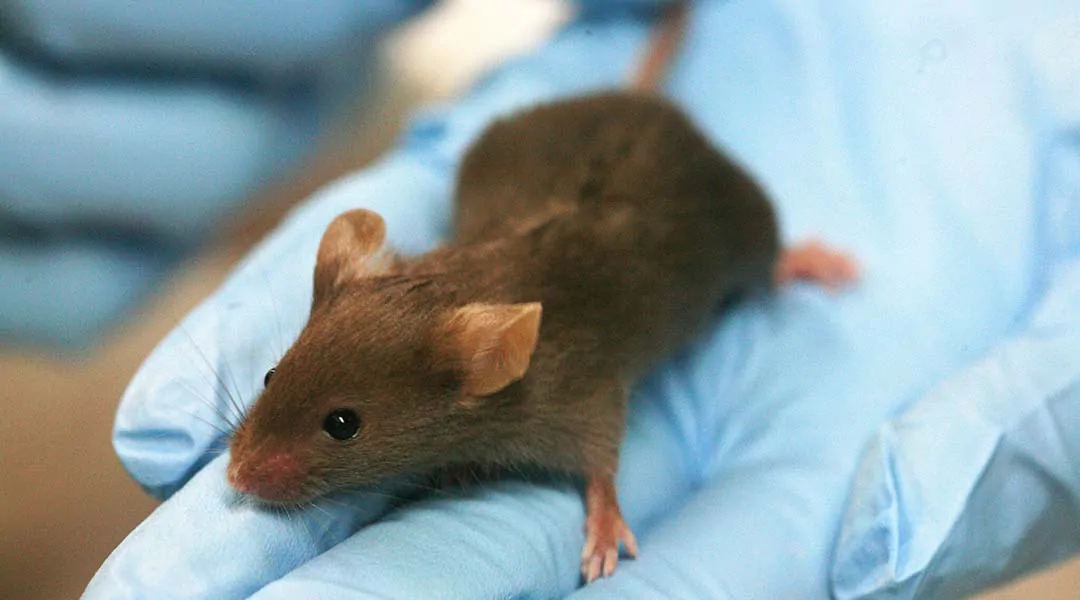 First animal model to show the effects of gender-affirming hormone therapy on fertility