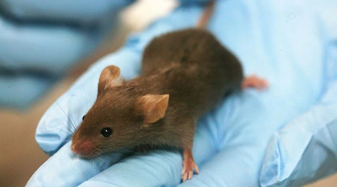 A lab mouse.