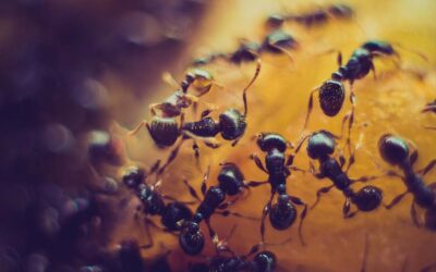 Understanding collective decision making in ants