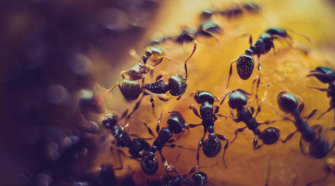 Understanding collective decision making in ants