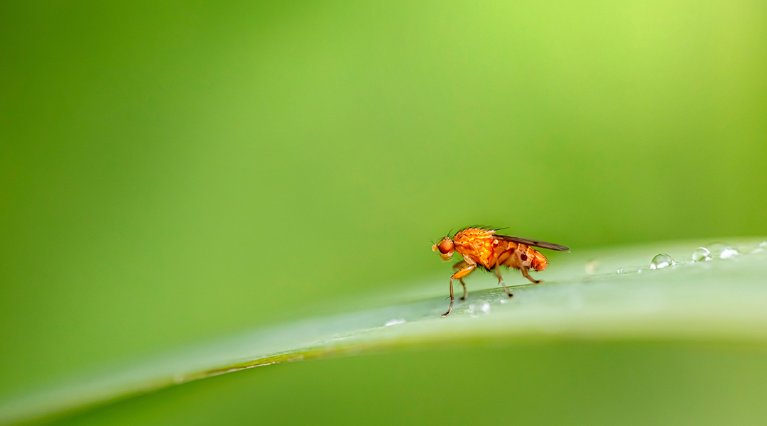 Fruit fly on a leaf