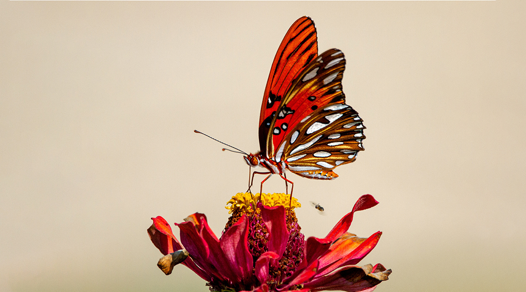 A red butterfly on a flower.