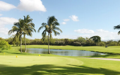 Are golf courses an alligator’s paradise?