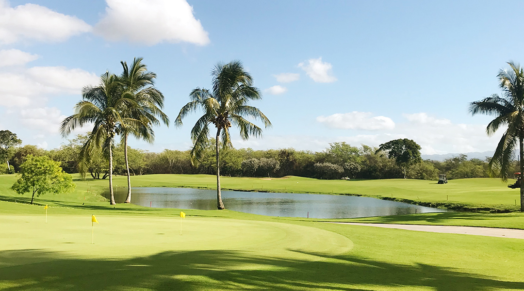 Are golf courses an alligator’s paradise?