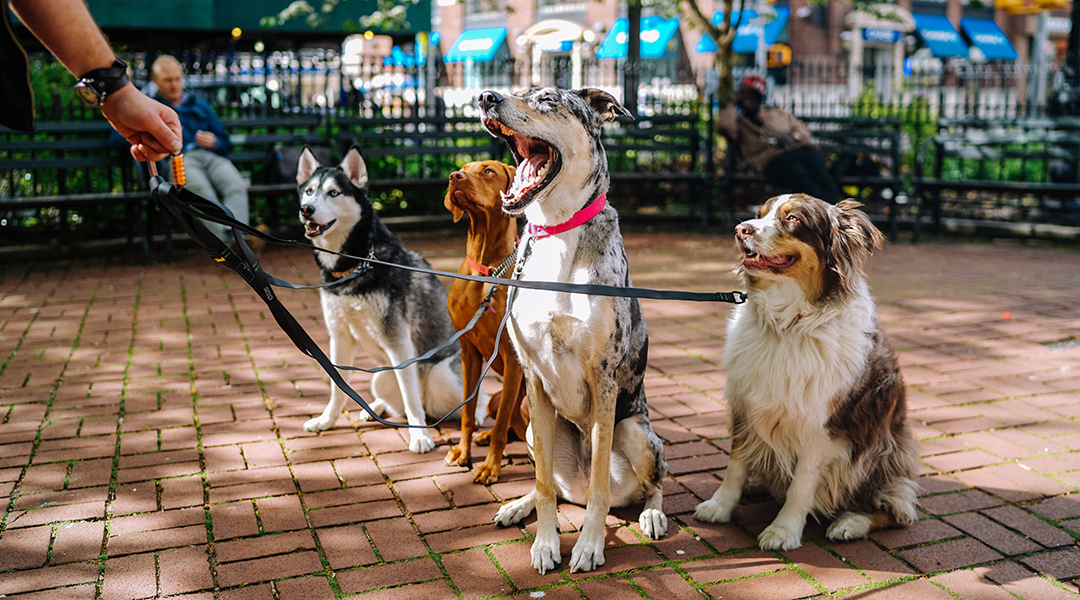 PIcture of dogs in a park