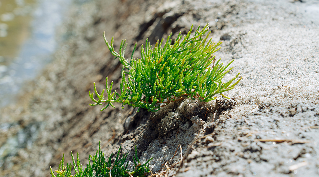 Salicornia