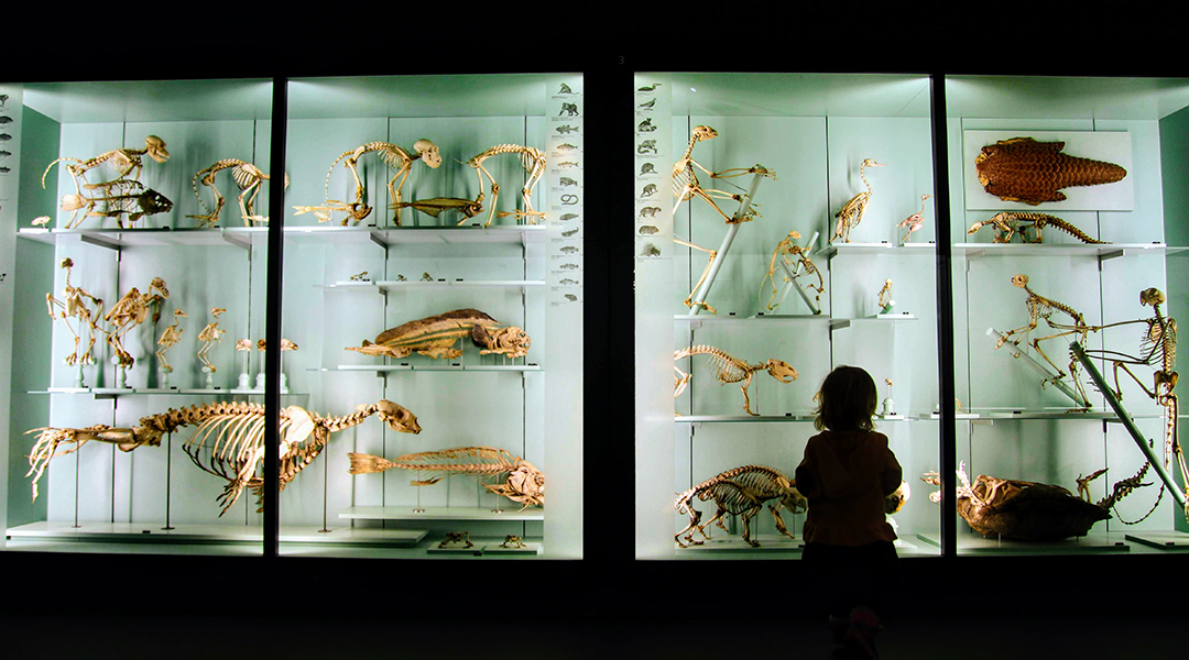 A display case with mammal bones at a museum.