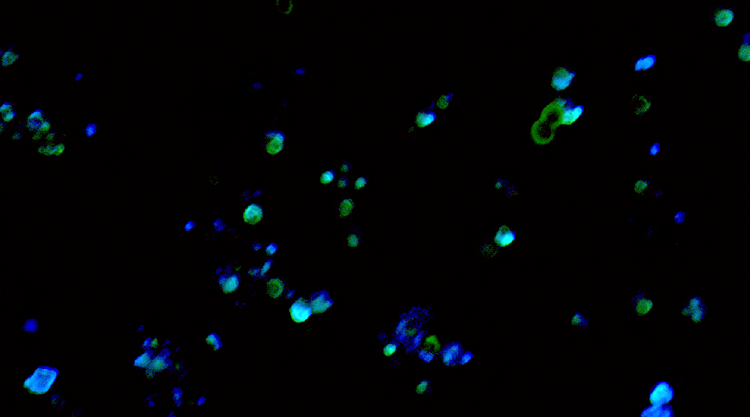 Algae-based microrobots fluorescence image.