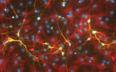 Harnessing piezoelectric materials to regrow neurons