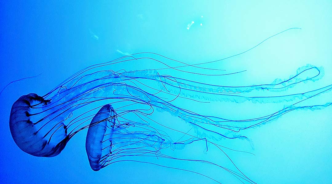 Jellyfish underwater