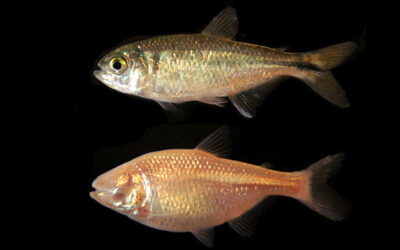Cavefish provide clues to the keto diet’s effect on autism-like behavior