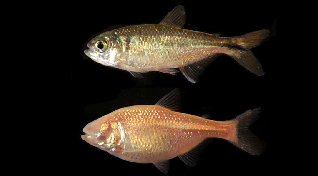 Surface and cave fish on a black background.