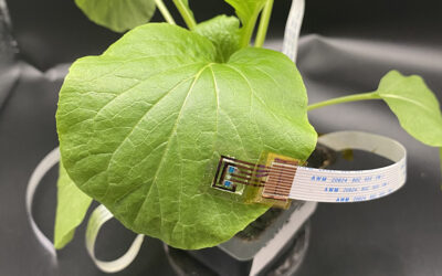 A chlorophyll sensor detects plant stress for better crop yields