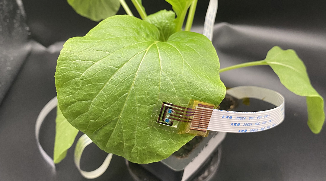 A chlorophyll sensor detects plant stress for better crop yields