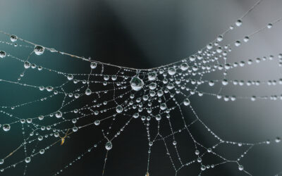 Click chemistry used to weave customizable spider silk