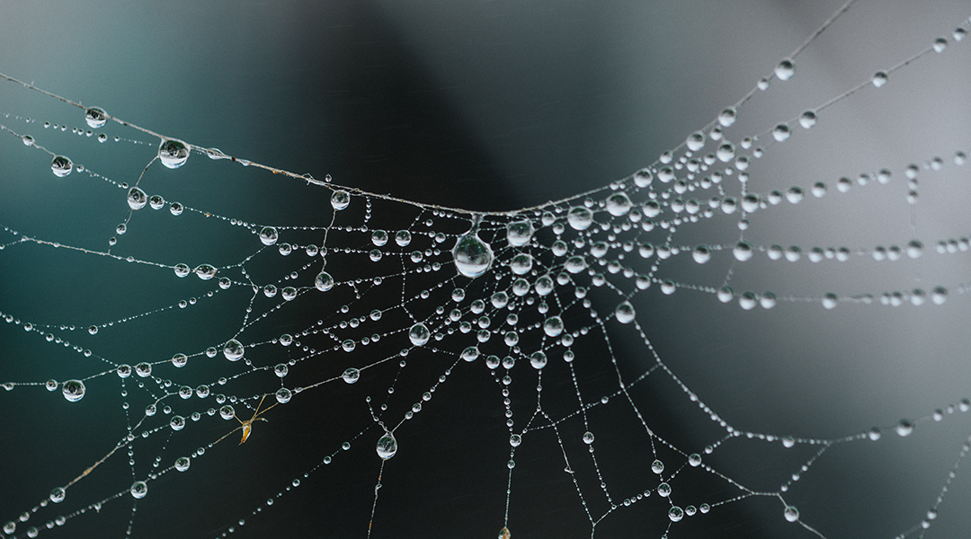 A spider web.