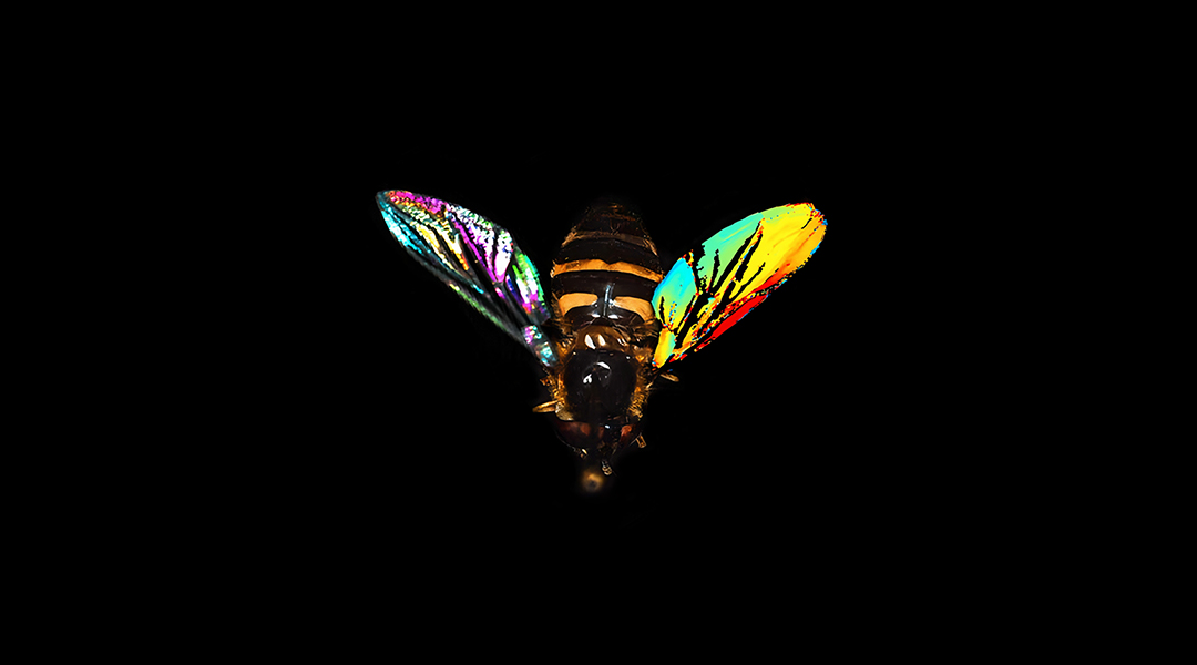 Spectral image of a hover fly's wings.