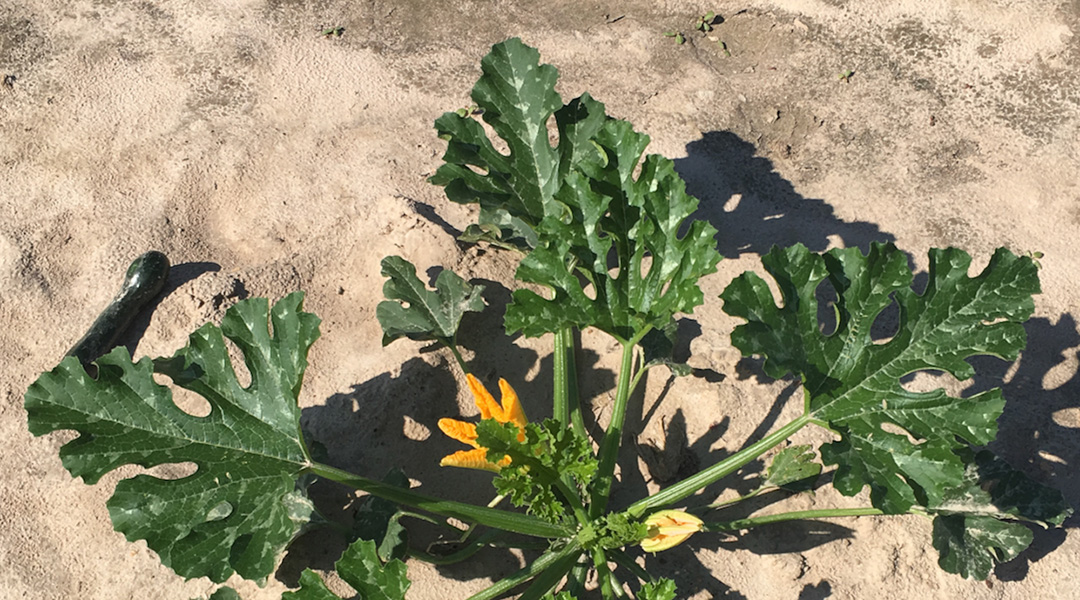 The leaves of a squash plant.