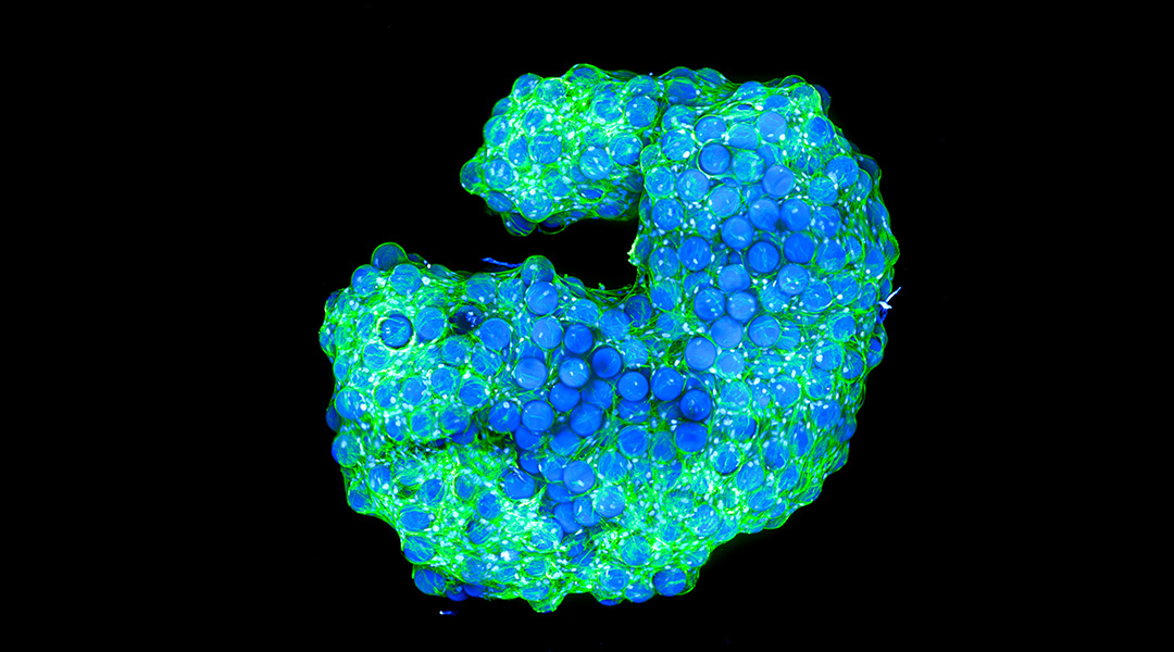 A construct made of self-assembled cells.