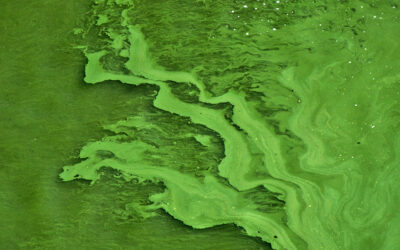 Surprisingly, giant viruses keep algal blooms healthy