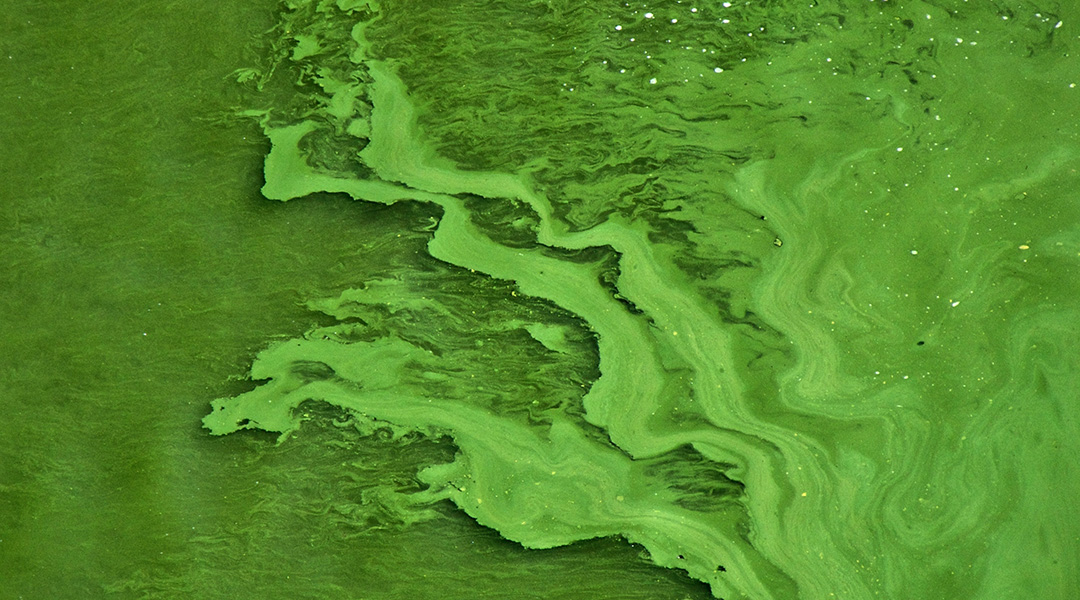Abstract image of a green algal bloom.