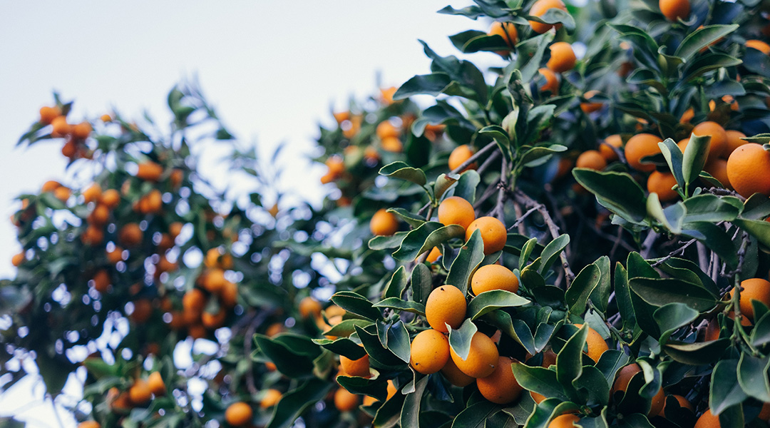 An orange tree against a blue sky.